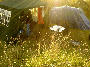 CampSunset